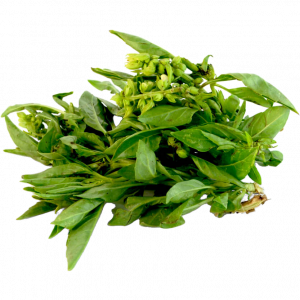 Albahaca italiana Kg