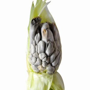 Huitlacoche