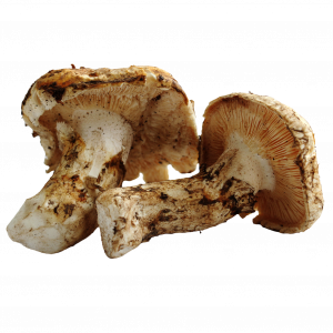 Matsutake FRESCO