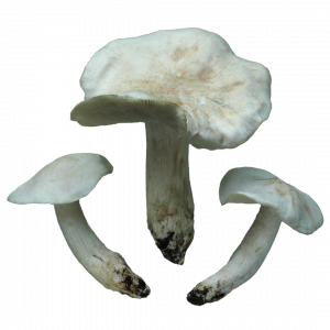 Paloma