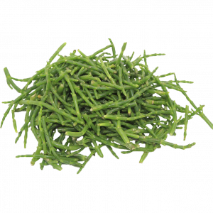 Salicornia Kg