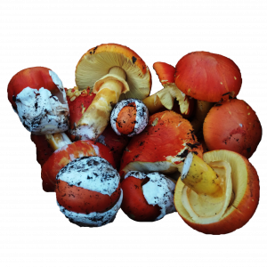 Yemita/Amanita Caesaria
