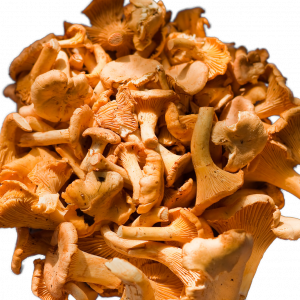 Duraznillo/Chantarelle FRESCO