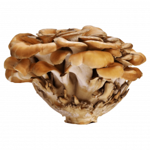 Maitake Paquete