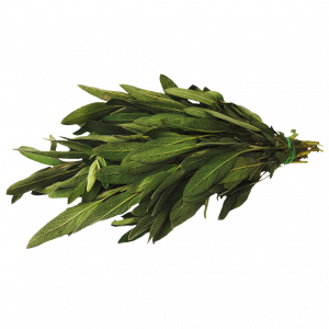 Salvia