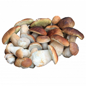 Porccini/Seta pambazo FRESCO