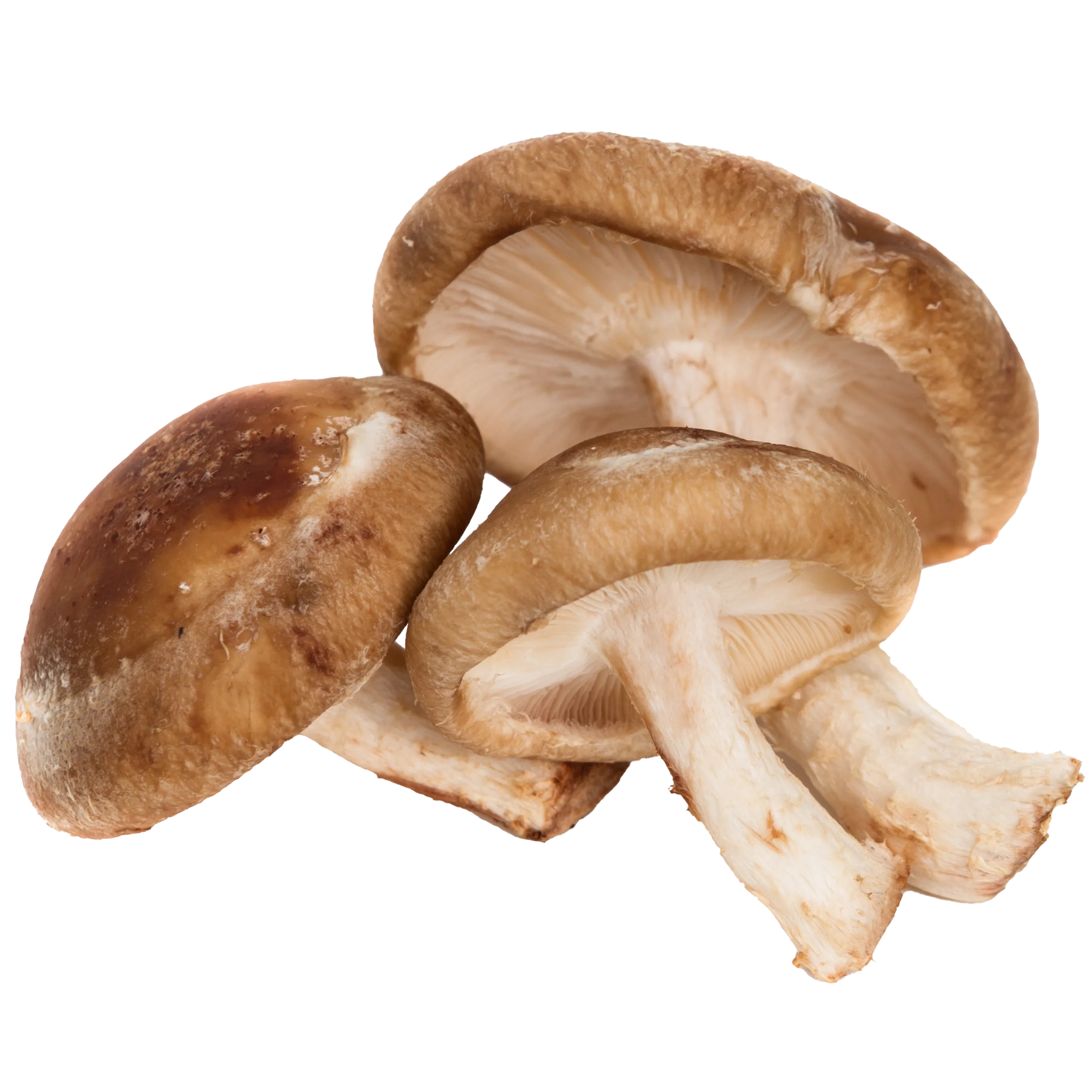 shiitake fresco